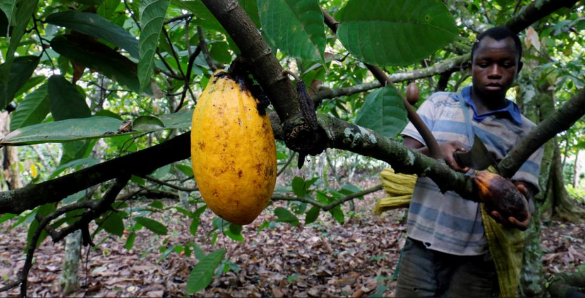 Cocoa in Ivory Coast